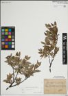 Foto von Salix lapponum L.